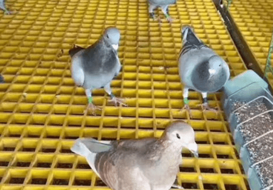 鸽舍专用玻璃钢格栅地漏平台厂家价格批发。